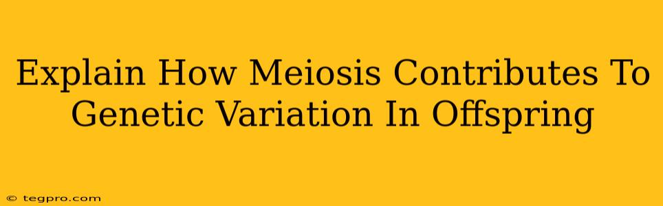 Explain How Meiosis Contributes To Genetic Variation In Offspring