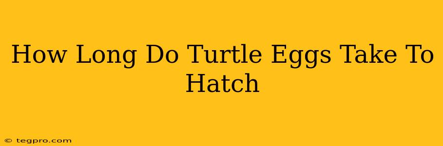 How Long Do Turtle Eggs Take To Hatch