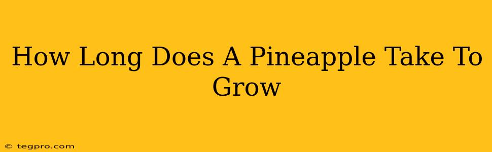 How Long Does A Pineapple Take To Grow