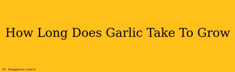 How Long Does Garlic Take To Grow