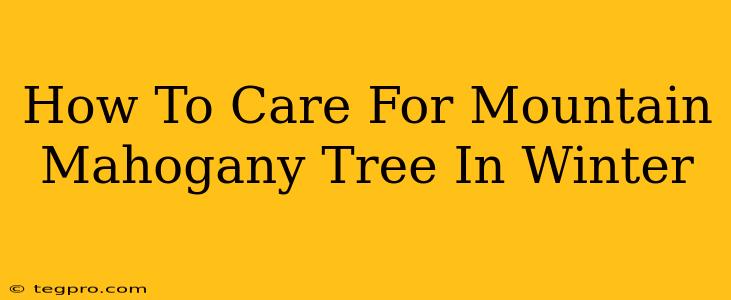 How To Care For Mountain Mahogany Tree In Winter