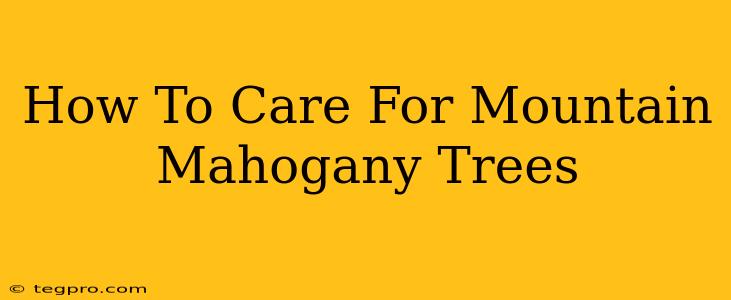 How To Care For Mountain Mahogany Trees