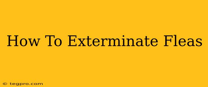 How To Exterminate Fleas