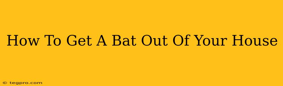 How To Get A Bat Out Of Your House