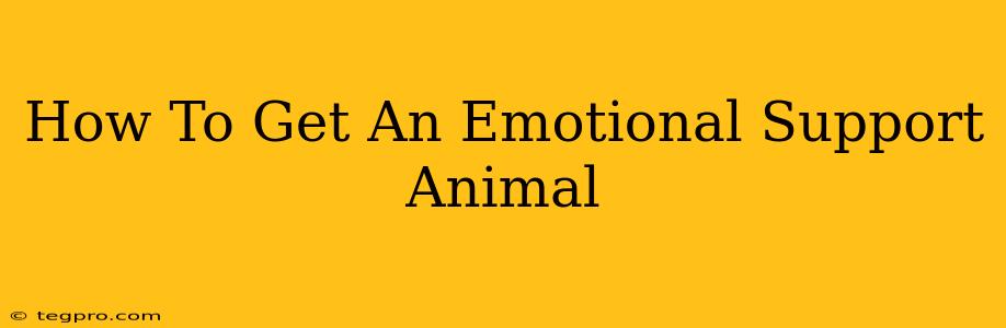 How To Get An Emotional Support Animal