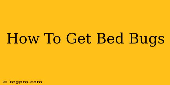 How To Get Bed Bugs