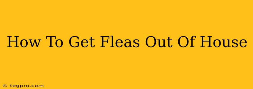 How To Get Fleas Out Of House