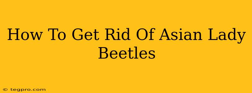 How To Get Rid Of Asian Lady Beetles