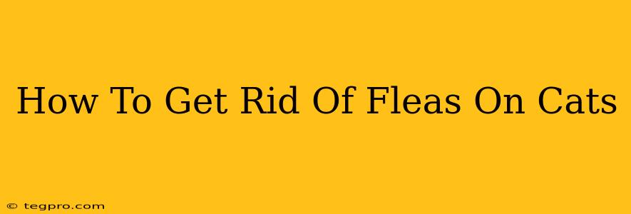 How To Get Rid Of Fleas On Cats