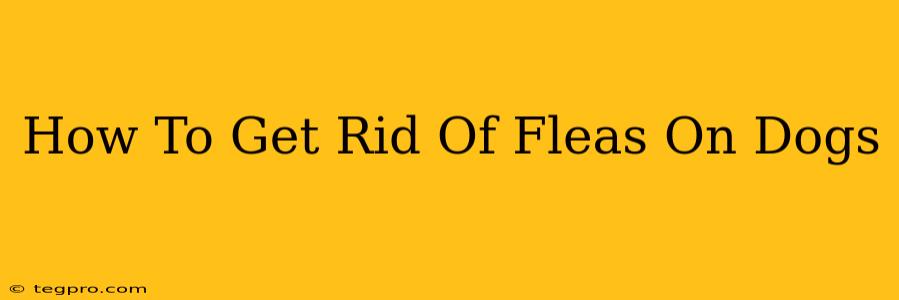 How To Get Rid Of Fleas On Dogs