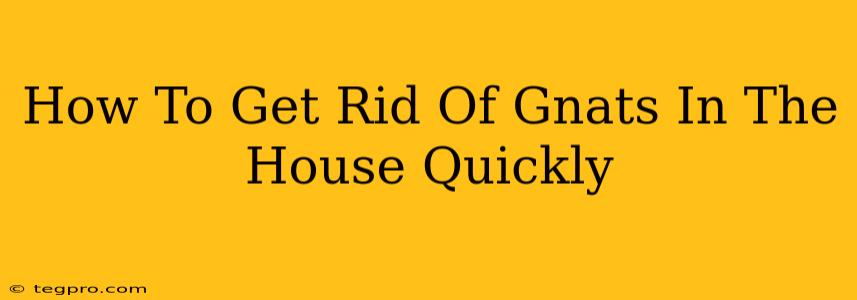 How To Get Rid Of Gnats In The House Quickly