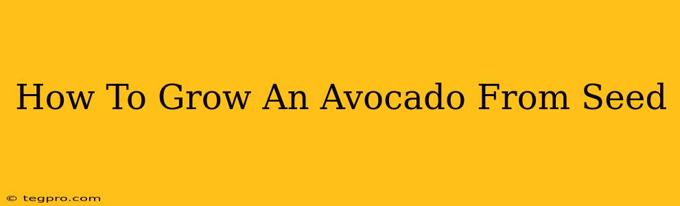 How To Grow An Avocado From Seed