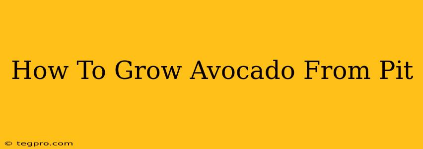 How To Grow Avocado From Pit