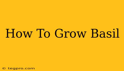 How To Grow Basil