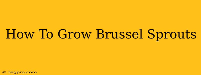 How To Grow Brussel Sprouts