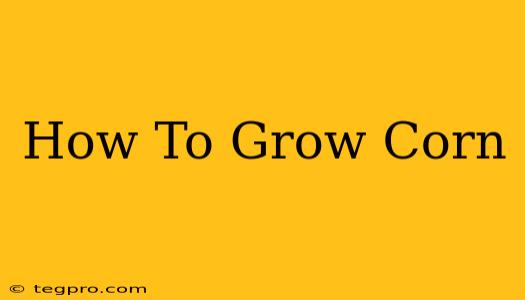 How To Grow Corn