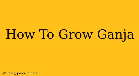 How To Grow Ganja