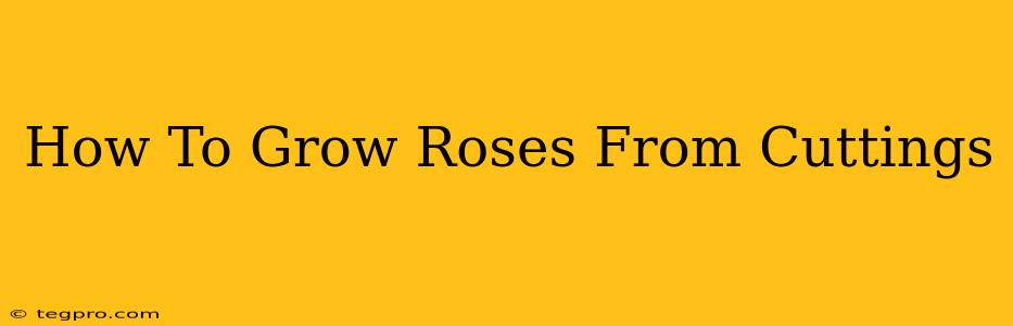 How To Grow Roses From Cuttings