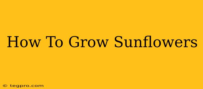 How To Grow Sunflowers