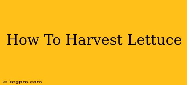 How To Harvest Lettuce