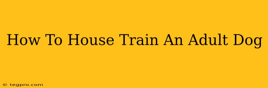 How To House Train An Adult Dog