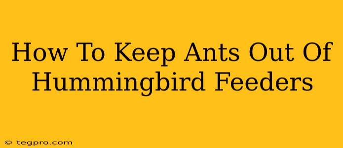 How To Keep Ants Out Of Hummingbird Feeders