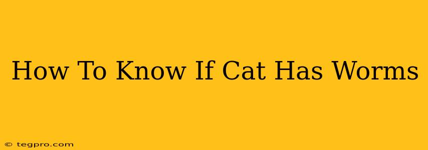 How To Know If Cat Has Worms