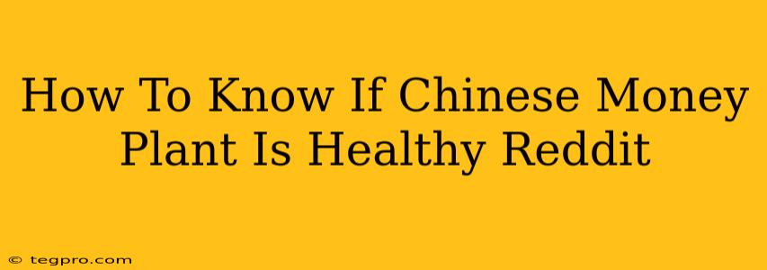 How To Know If Chinese Money Plant Is Healthy Reddit