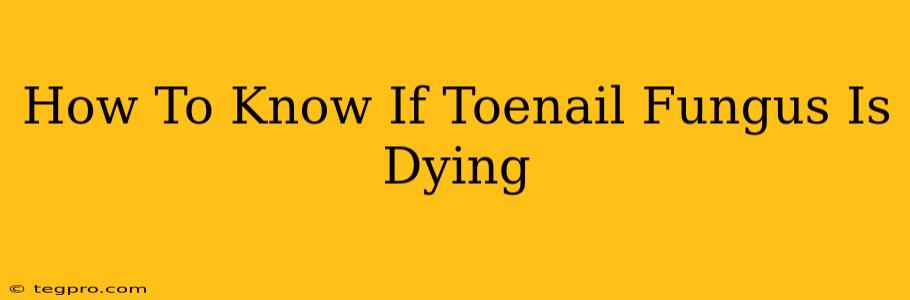 How To Know If Toenail Fungus Is Dying