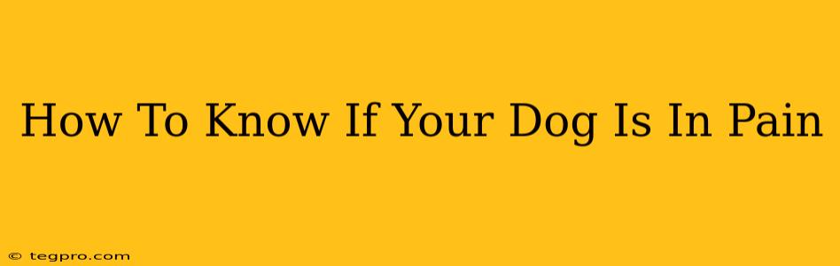 How To Know If Your Dog Is In Pain