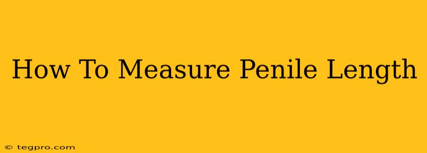 How To Measure Penile Length