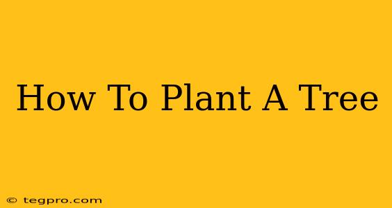 How To Plant A Tree