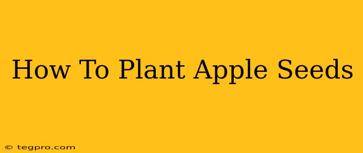 How To Plant Apple Seeds