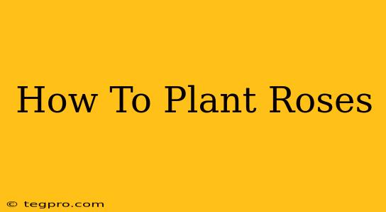 How To Plant Roses