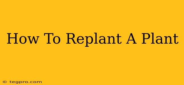 How To Replant A Plant