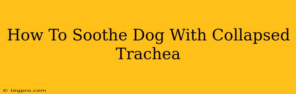 How To Soothe Dog With Collapsed Trachea