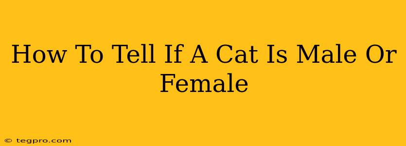 How To Tell If A Cat Is Male Or Female