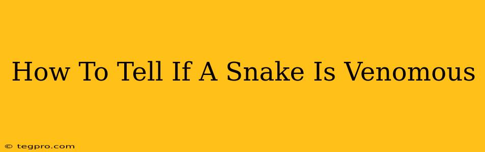 How To Tell If A Snake Is Venomous