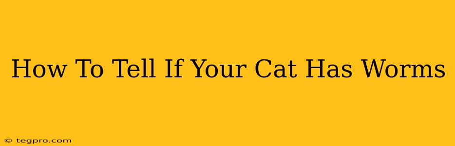 How To Tell If Your Cat Has Worms