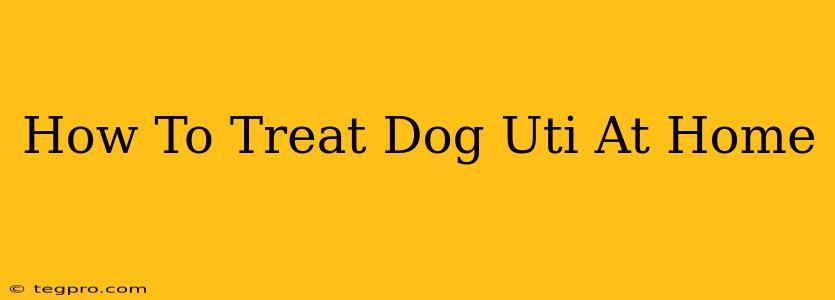 How To Treat Dog Uti At Home