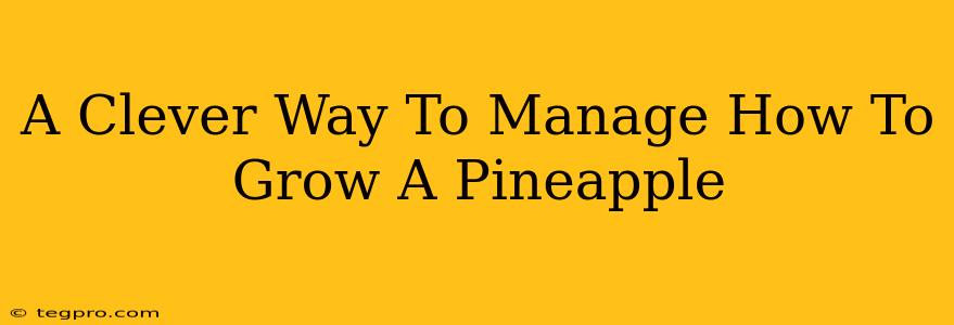 A Clever Way To Manage How To Grow A Pineapple