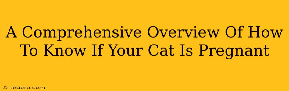 A Comprehensive Overview Of How To Know If Your Cat Is Pregnant