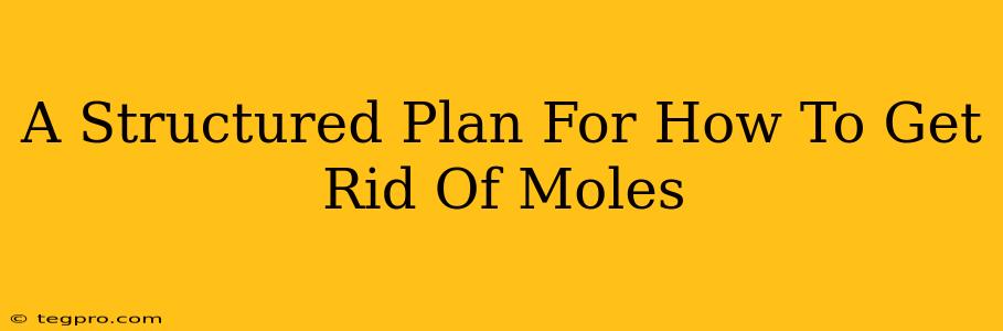 A Structured Plan For How To Get Rid Of Moles