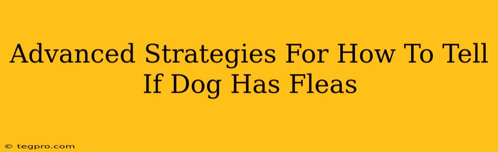 Advanced Strategies For How To Tell If Dog Has Fleas