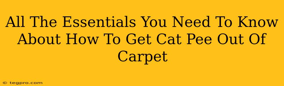 All The Essentials You Need To Know About How To Get Cat Pee Out Of Carpet