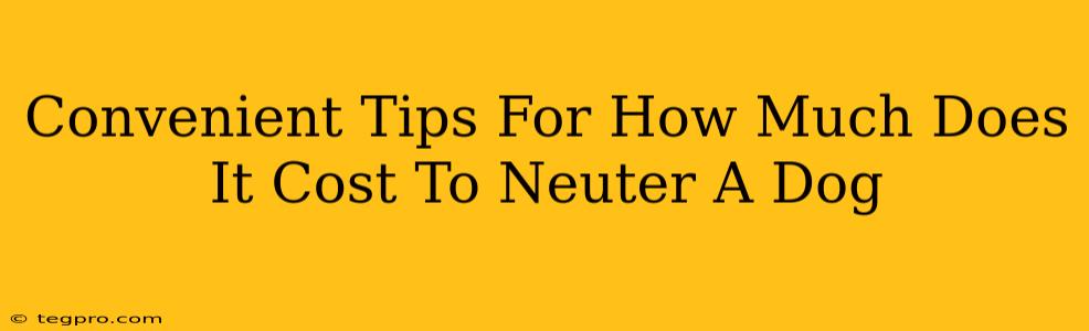 Convenient Tips For How Much Does It Cost To Neuter A Dog