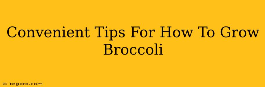 Convenient Tips For How To Grow Broccoli