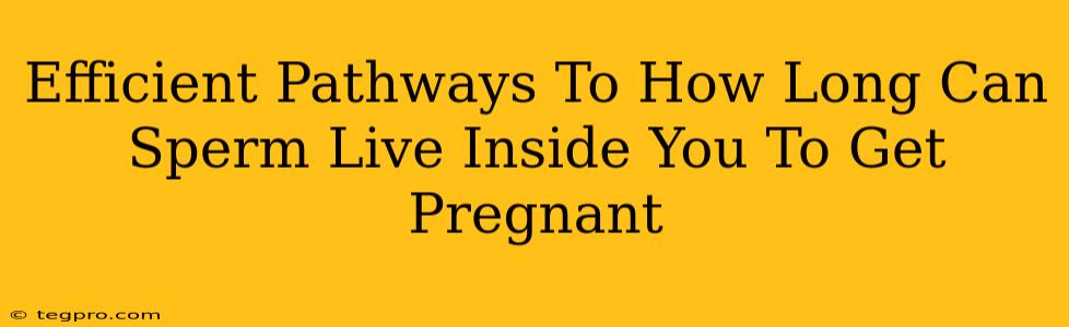 Efficient Pathways To How Long Can Sperm Live Inside You To Get Pregnant