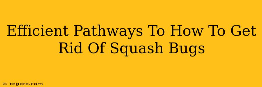 Efficient Pathways To How To Get Rid Of Squash Bugs