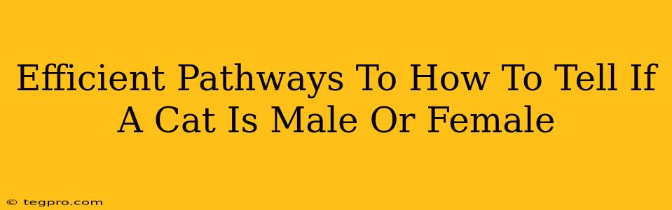 Efficient Pathways To How To Tell If A Cat Is Male Or Female